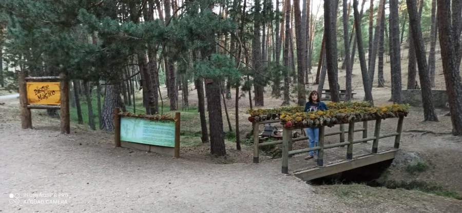Bosque Mágico Bosque Mágico